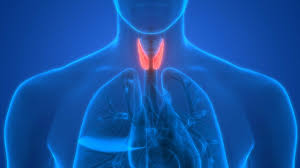 Thyroid hormones, including synthroid, should not be used either alone or in combination with in patients with normal thyroid levels, doses of synthroid used daily for hormone replacement are. Thyroid Disease And Diabetes What Does The Thyroid Do Hypothyroidism