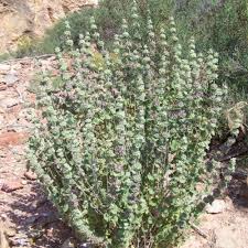 Image result for Mostuea hirsuta