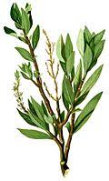 Image result for Hygrophila okavangensis
