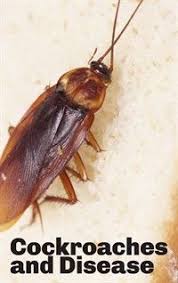 Flea pest control best pest control termite control pest control services bug control house bugs termite inspection check up pest management. Pin On Cockroaches