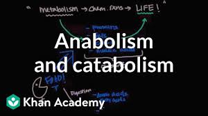 2 1 Molecules To Metabolism Bioknowledgy