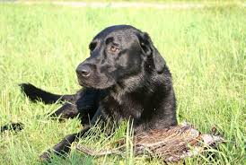 Den almindelige opfattelse er, at det er en ny slags labrador, der er kommet til indenfor de sidste 20 år. What Is The Average Age Of A Labrador Quora