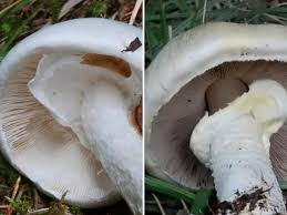 Funghi arte funghi selvatici funghi ripieni posti strani case delle fate piante grasse foreste arbusti. Cesano Boscone Mangia Funghi Velenosi Raccolti In Un Aiuola Pensionata Gravissima Corriere It