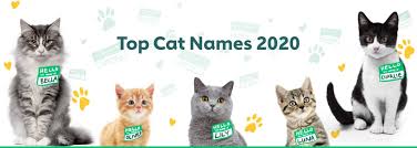 Funny cat names from cats the musical. The 100 Most Popular Male And Female Cat Names Of 2020 Rover Com