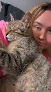 Who is the owner of the lost grey cat in New Albany?