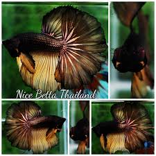 Yellow betta fish yellow betta fish are also a very common color found. Nice Betta Thailand Ohm Rose Yellow Copper Nice Betta Thailand Co Ltd