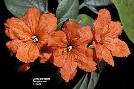 Image result for Boraginaceae