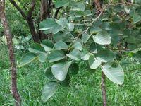 Image result for Pterocarpus rotundifolius