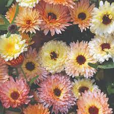 Pin On Flower Farm