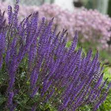 May Night Salvia In 2021 Purple Salvia Salvia Purple Perennials