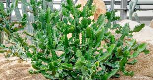 The above process should help you grow your cactus seamlessly from seed. Euphorbia Lactea Info How To Grow And Care For Dragon Bones Tree