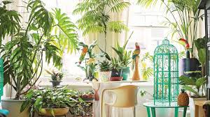 We would like to show you a description here but the site won't allow us. The Jungle Look Indoor Plants Home The Sunday Times