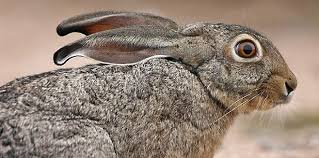 Interesting Scrub Hare Facts Moriti Private Safaris Hare Kruger National Park Woodland Creatures