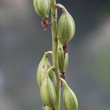 Image result for Eulophia dactylifera
