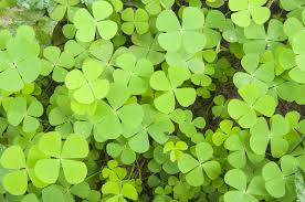 What is the best way to get rid of clover mites? How To Get Rid Of Clover In Lawn Without Chemicals 10 Methods