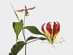 Image result for Gloriosa sessiliflora