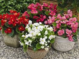 Specializing in rare and unusual annual and perennial plants, including cottage garden heirlooms and hard to find california native wildflowers. How To Grow And Care For Begonia Planting Flowers Annual Flowers Annual Plants
