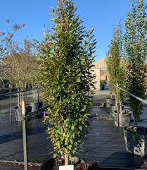 Medium sized tree with dark green leaves turning yellow in the fall. Carpinus Betulus Fastigiata European Hornbeam From Pleasant Run Nursery