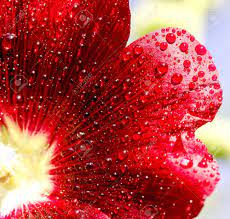 Subscribe to envato elements for unlimited photos downloads for a single monthly fee. Wallpaper For Your Desktop Water Drops On Flowers Mallow Close Up Stock Photo Picture And Royalty Free Image Image 21277380