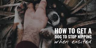 How to calm an aggressive dog by yourselves and solve other frustating dog problem easily. How To Get A Dog To Stop Nipping When Excited Step By Step Guide