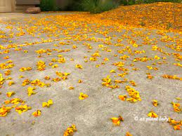 The variety of flowers is stunning, with desert trees, cactus, and shrubs all providing their own flare to the landscape. Palo Verde Tree Yellow Showers Azplantlady Com