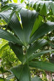 Image result for Plantago palmata