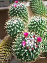How tall is 10 cm in feet and inches an inch is a unit of length or distance in a number of systems of measurement, including in the. Mammillaria Polythele World Of Succulents Cactus Flower Blooming Cactus Cactus Wedding