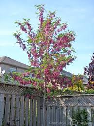 Image result for Robinia
