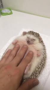 Rub My Belly Cute Little Animals Cute Animals Cute Hedgehog