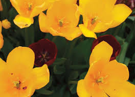 RESURRECTION REFLECTIONS FAITH, CULTURE AND YOUTH GARDENING EAST OF EDEN  PRACTICING HOSPITALITY