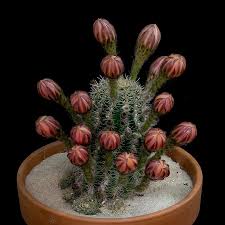 A rare amazonian cactus called the moonflower has bloomed for what botanists believe is the first time in the uk. This Time Lapse Shows Flowers Opening On A Daydream Hybrid Echinopsis Cactus Blooming Cactus Flowers Feed Cactus Flower