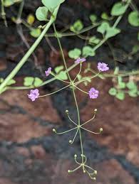 Image result for Commicarpus