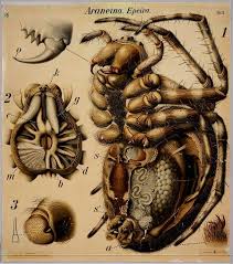 Tarantula Anatomy Wall Chart Insect Anatomy Scientific