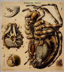 tarantula anatomy wall chart insect anatomy scientific