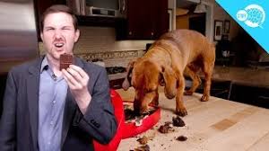 Instead of going through the steps above knowing how to handle these kinds of emergencies is important so you don't inadvertently cause additional problems in an ill or injured dog. Watch Out For These Symptoms Of Dog Poisoning Caninejournal Com