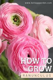 Ranunculus plants look astonishingly beautiful in summer beds, borders, rock gardens and under deciduous trees. Growing Ranunculus Best Way To Plant Bulbs Kellogg Garden Organics