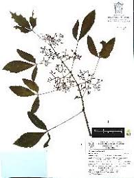 Image result for Cissus cornifolia
