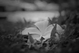 Listen to bunga melur by tan sri p. Bunga Melur Berguguran By Izam01 On Deviantart