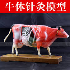 Us 46 8 Animal Model Acupuncture Point Model Cow Anatomy Models Cow Anatomy Model Training In Massage Relaxation From Beauty Health On