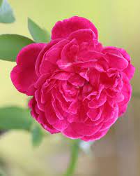Popular Flowers Names In Malayalam India Gardening