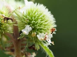 Image result for Hyptis