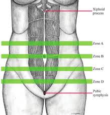 Image result for Umbilicus