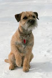 Image result for border teriér