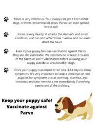 Oh no not i, i will survive for as long as i know how to love, i know i'll stay alive i've got all. Parvovirus In Dogs In Dallas Fort Worth Low Cost Pet Vaccinations