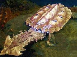 Die Fransenschildkrote Animals Amazing Weird Animals Reptiles And Amphibians