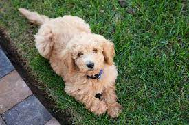 Ways to make potty training fun. How Long Does It Take To Potty Train A Goldendoodle Embora Pets