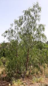 Image result for Schinus