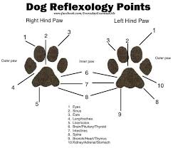 Dog Reflexology Dogs Doggies Essential Oils Dogs Oils