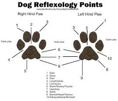 dog reflexology dogs essential oils dogs oils for dogs pets