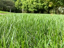 Have a lawn care questions, or need answers to your lawn care problems? Lawn Care Checklist Chicago Botanic Garden